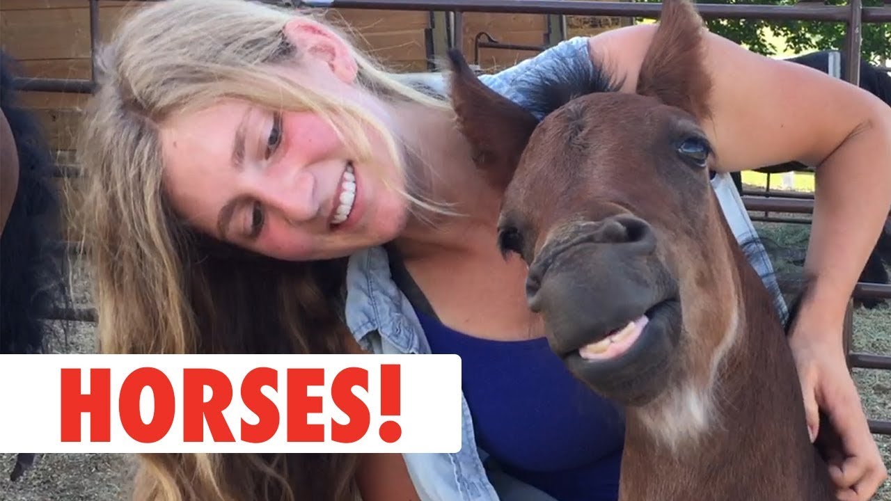 Horses! | The Pet Collective