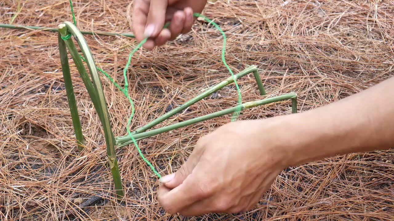 primitive method to be looking for food in the jungle for survival episode 85 I got a wild chicken