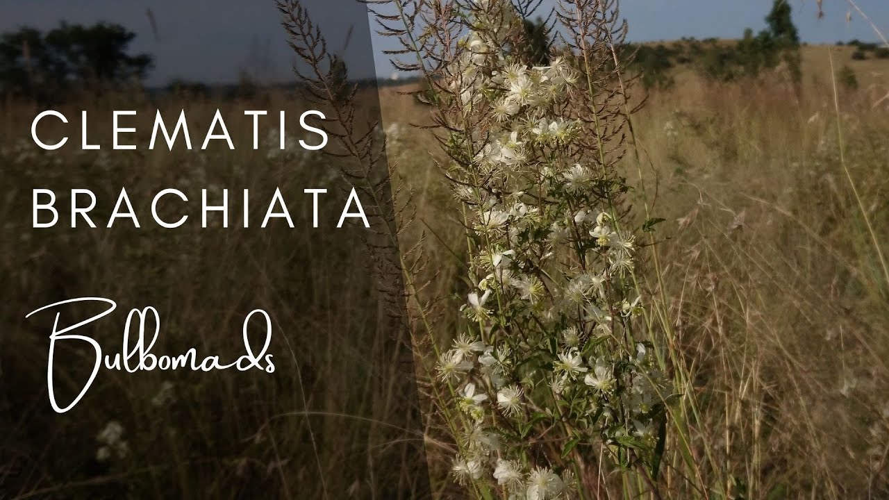 Species Highlight - Clematis brachiata