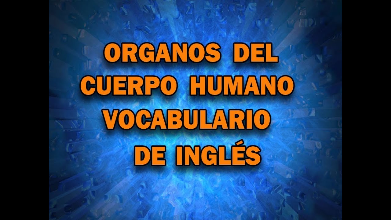 Vocabulario de os órganos del cuerpo humano en Inglés