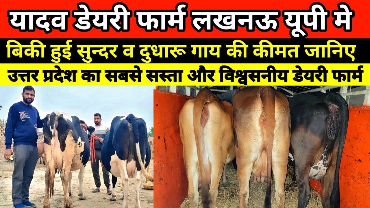 😱👌यादव डेयरी फार्म से बिकी हुई सुन्दर व दुधारू गाय की कीमत जानिए || yadav dairy farm lucknow #cow 