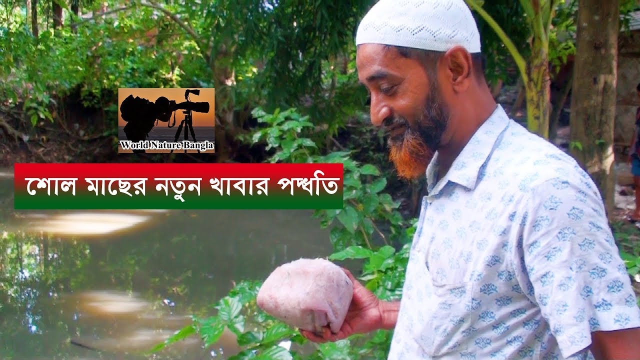 শোল মাছের নতুন খাবার পদ্ধতি - snakehead fish feeding