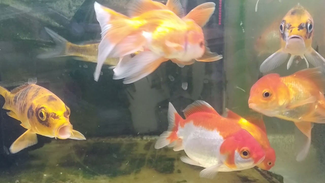 Very Nice Aquarium Fish | Gold Fish | Update Agro