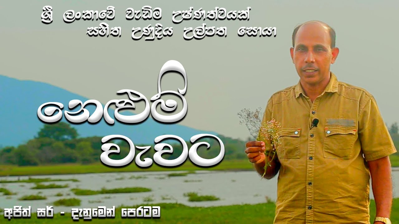 පොළොන්නරුව නෙළුම් වැව උණුදිය උල්පත් | Polonnaruwa Nelumwewa Thermal Springs