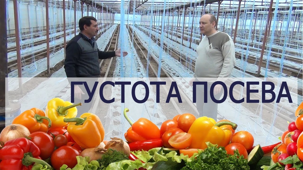 ГУСТОТА ПОСЕВА В ТЕПЛИЦЕ