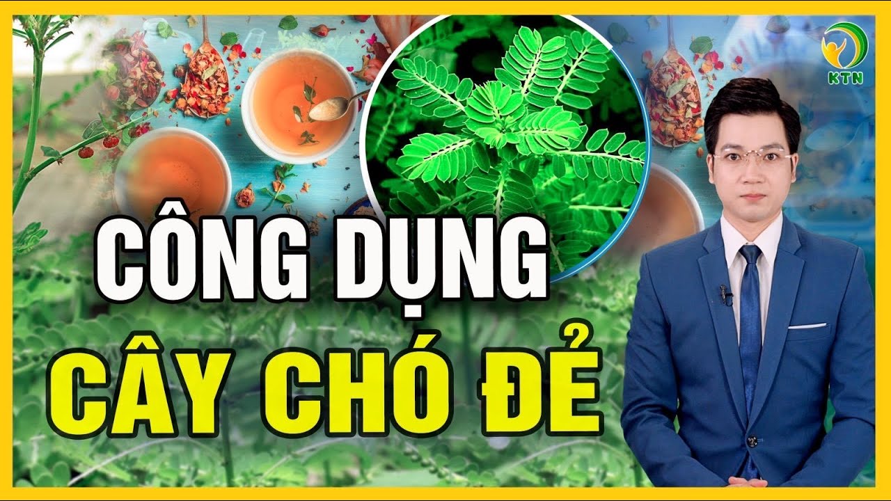 Chuyện gì xảy ra nếu uống nước cây chó đẻ mỗi ngày? - KHỎE TỰ NHIÊN