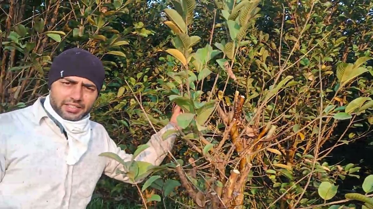 Pruning/cutting of Taiwan pink guava orchard. #Taiwan amrood ki cutting kaise kare.