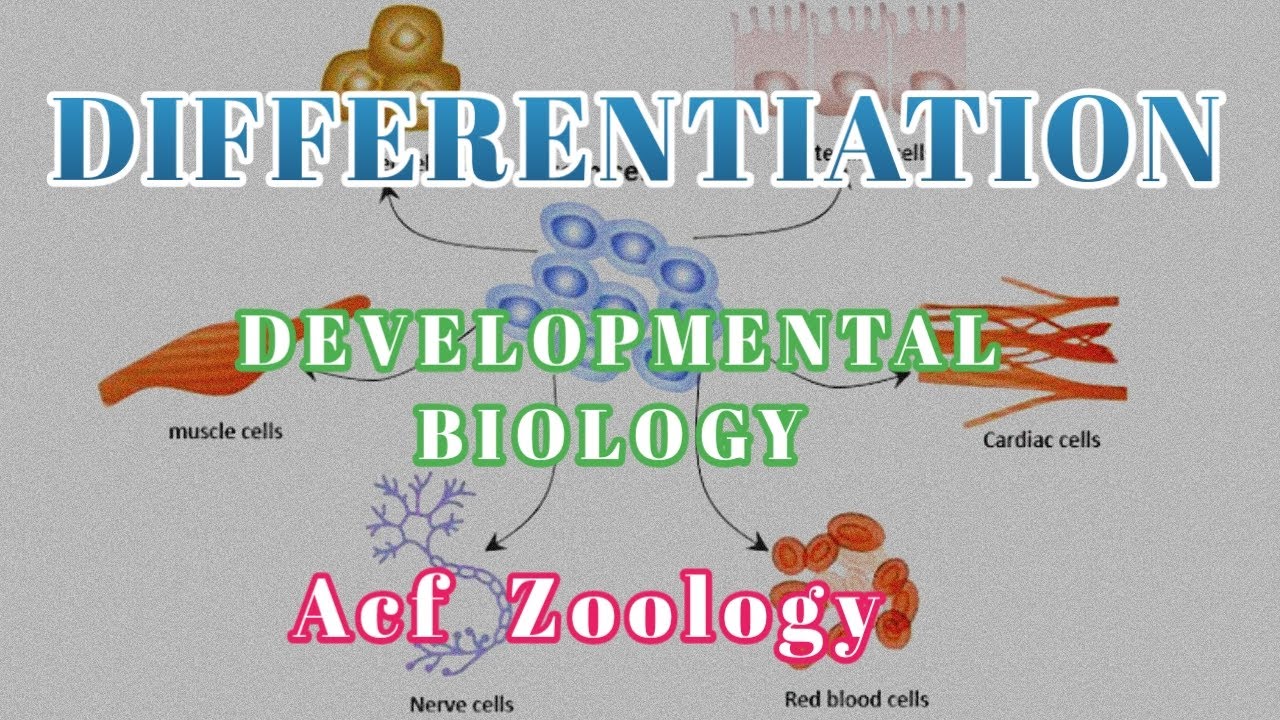 DIFFERENTIATION | Developmental Biolog  | UPSC ZOOLOGY | Bsc Zoology | NEETZOOLOGY | MSc Zoology