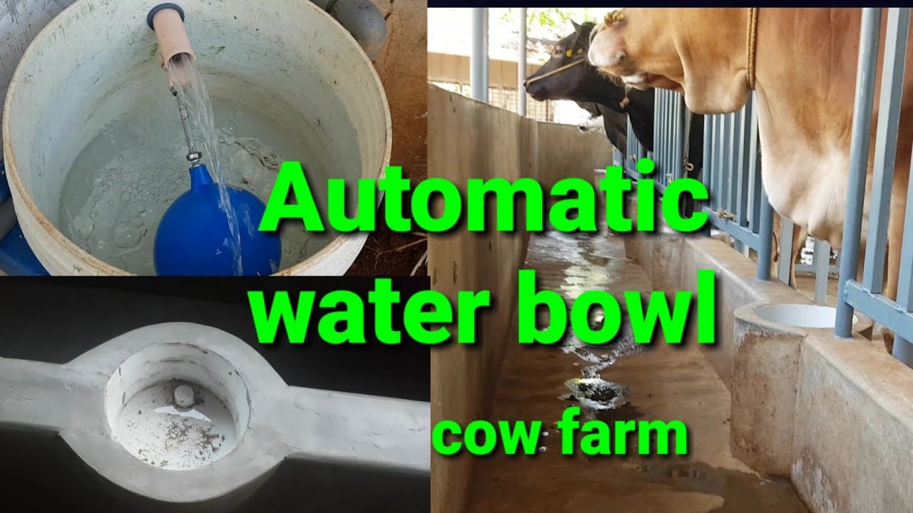 Cow Water Bowl For Dairy Farm Management / Cow Farm Kannur  (contact WhatsApp no: 00919061706787)