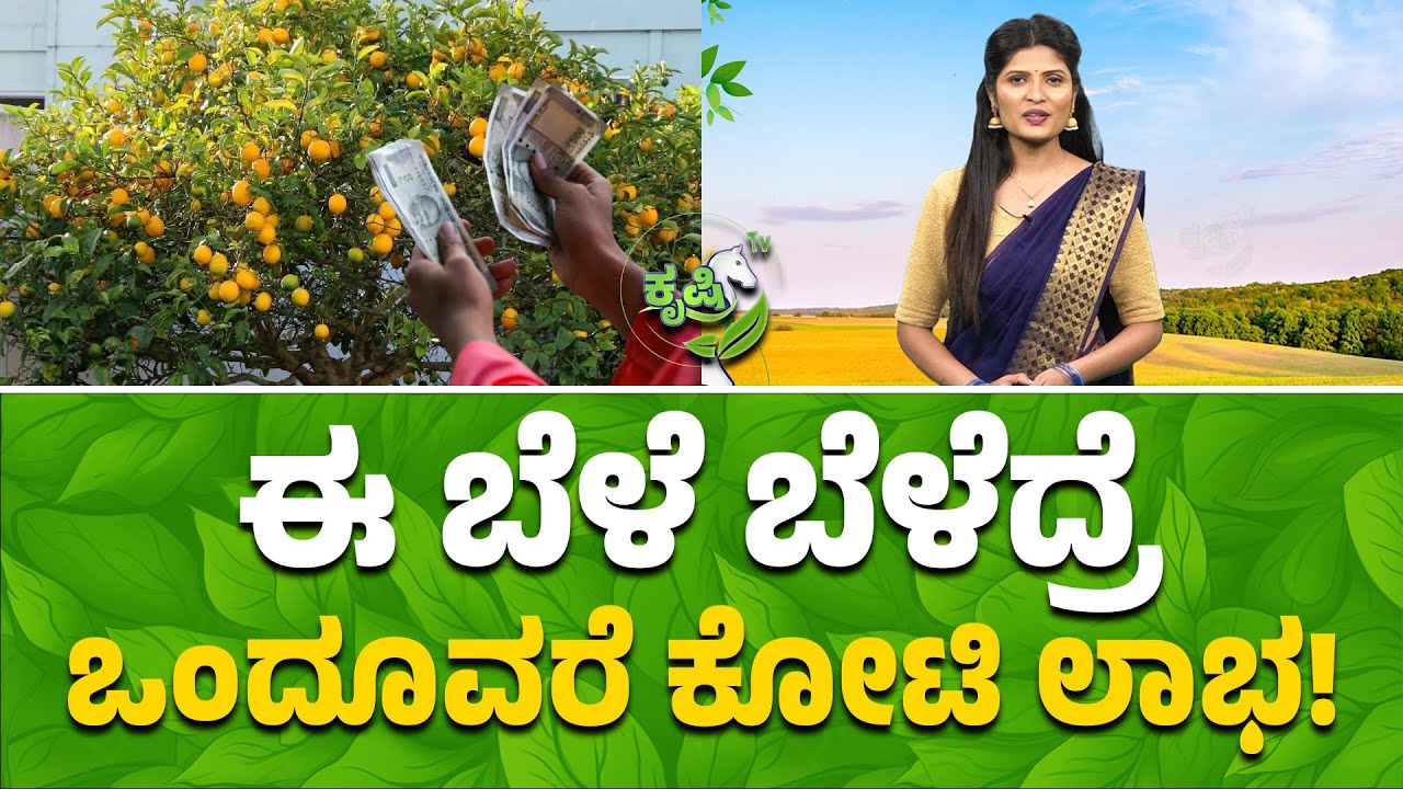 ಈ ಬೆಳೆ ಬೆಳೆದ್ರೆ ಒಂದೂವರೆ ಕೋಟಿ ಲಾಭ | Profitable Lemon Cultivation Secrets