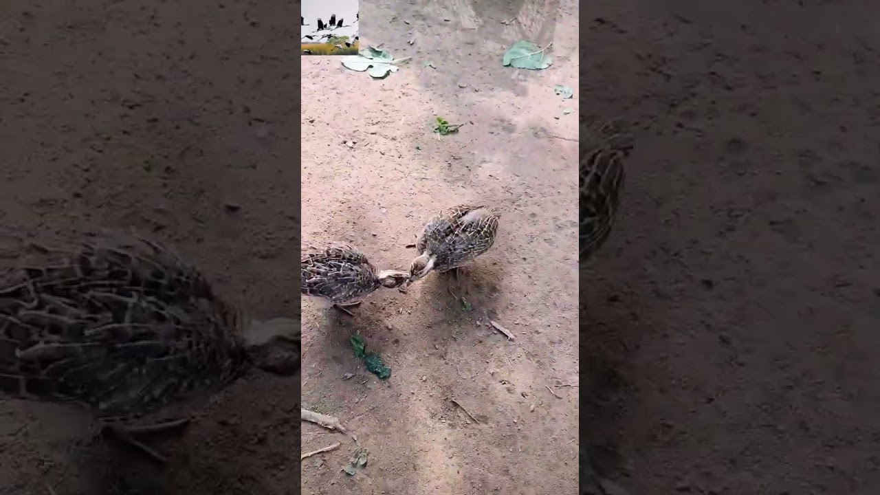 Titar chikes sound titar ki aawaz wild grey francolin sound deshi titar ki aawaz #birds #birdlife