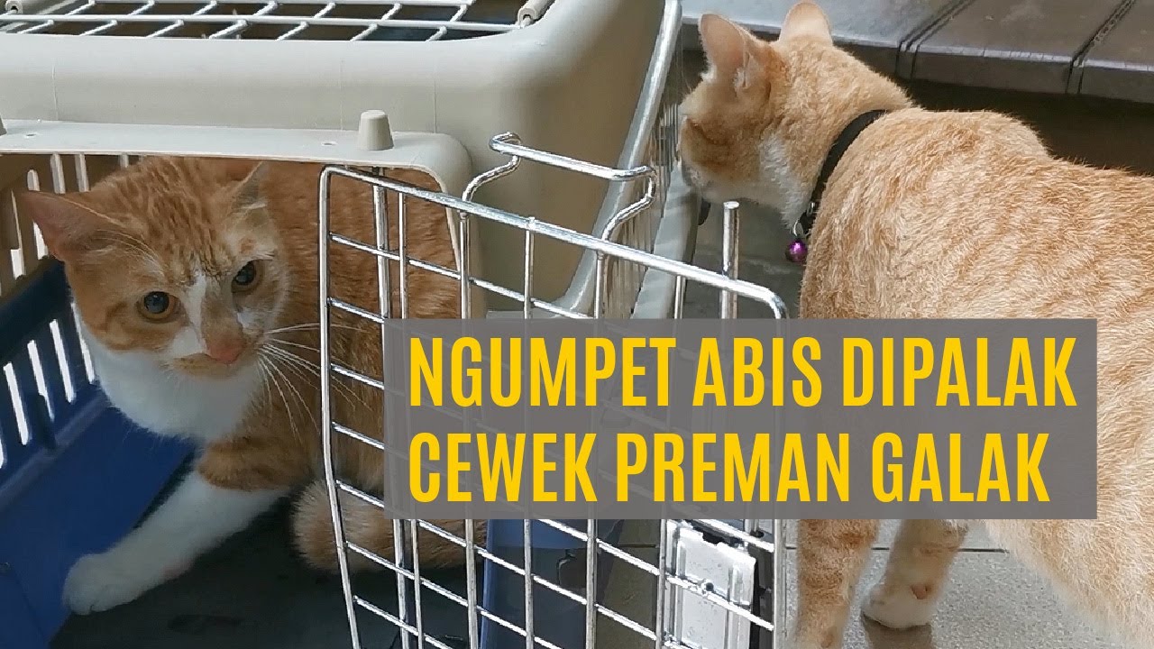 Cimoi Rumi Disergap Kucing Preman Di Taman