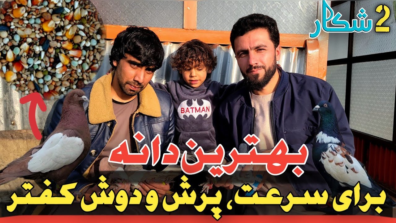 Afghani Unique Pigeons/دو شکار/بهترین دانه برای سرعت و دوش کفتر/خیل فروشی از خانه