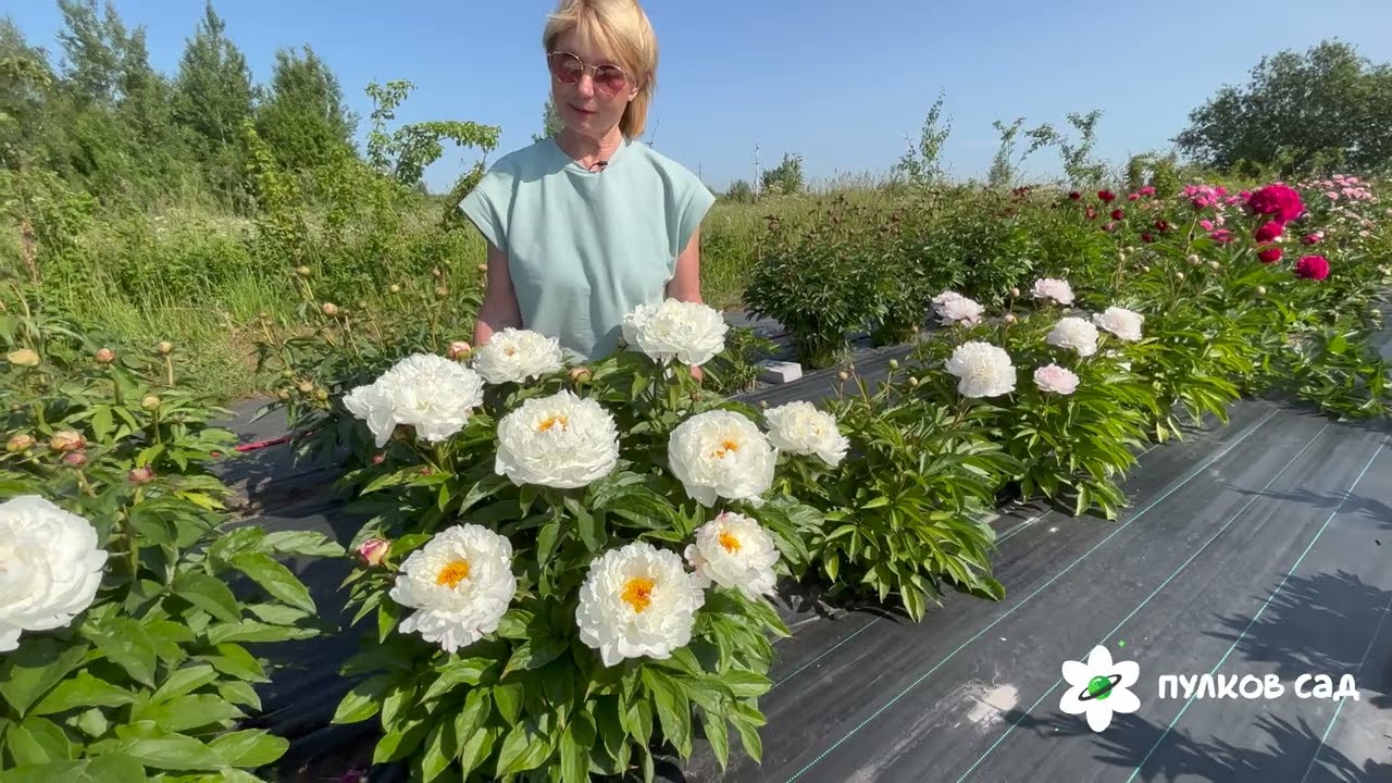 Eskimo Pie peony. Эскимо Пай пион. Пулков сад