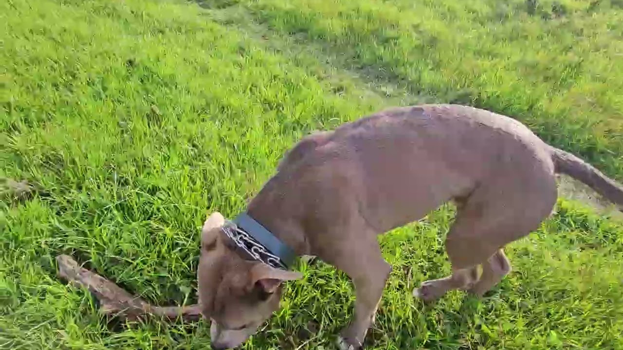 Archie, Mimi and Tony on Feb 13, 2026