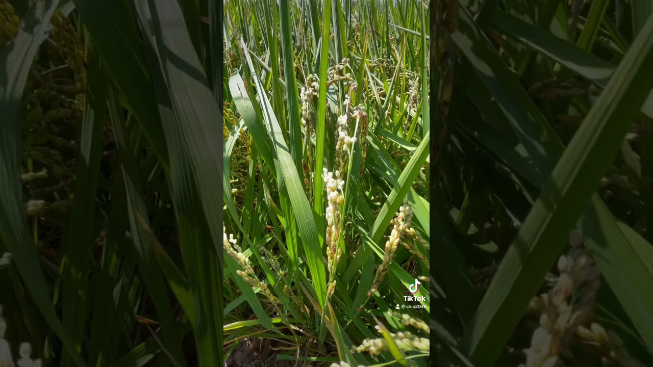 嘉南平原的水稻｜Rice in Jianan Plain【旅行喵】