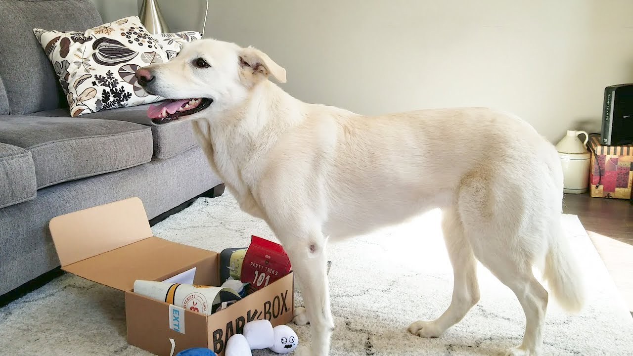Monthly Dog Joy Delivered Right To Your Door | BarkBox