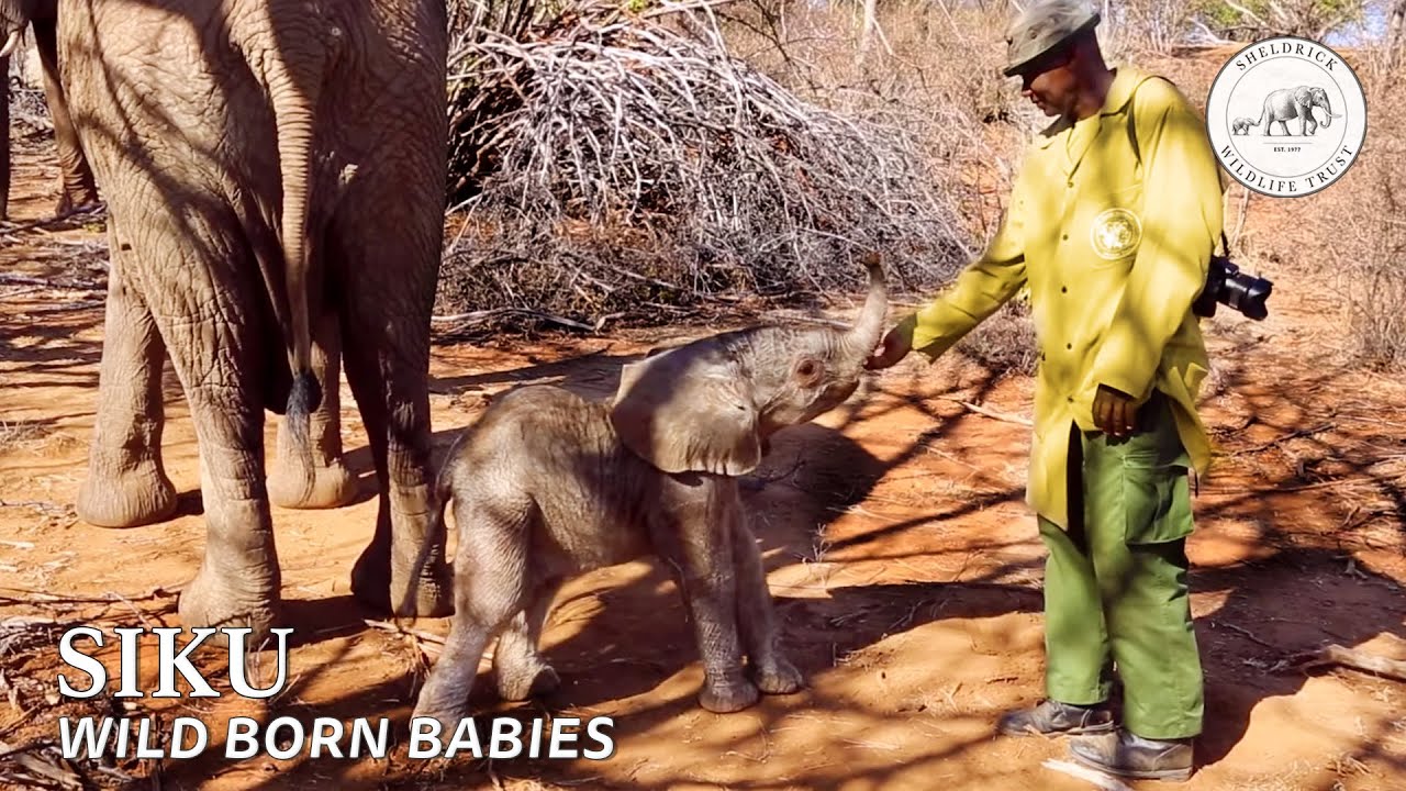 Meet baby Siku | Sheldrick Trust