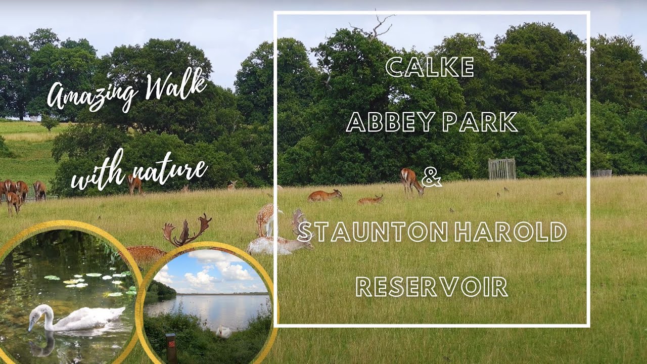 Calke Abbey Park|Staunton Harold Reservoir |4K #amazing #nature #travelvlog #swan #cygnets #deer