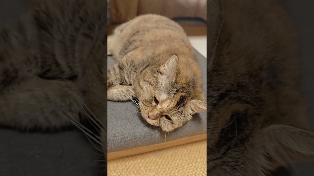 The adorable little kitty winks at you #meow #ねこ #고양이 #貓 #miau #katze #gato #Кошка #Kedi