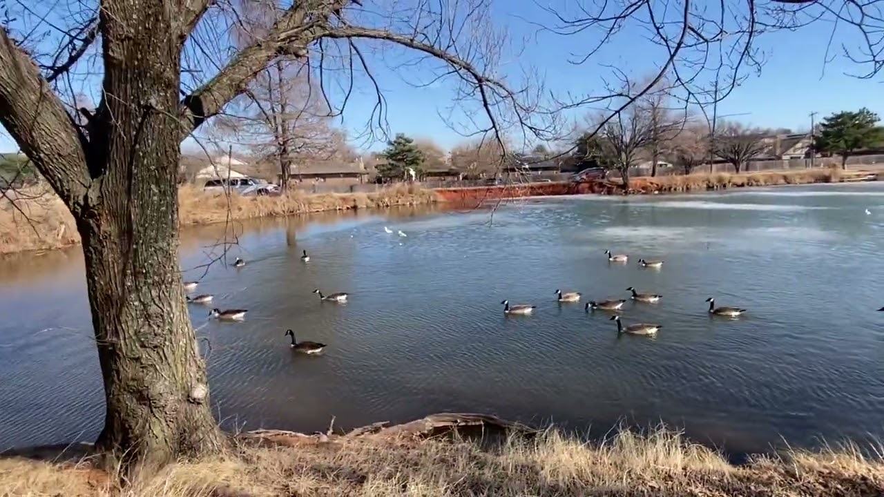 Levei um pão para os patos. E o frio está terminando.