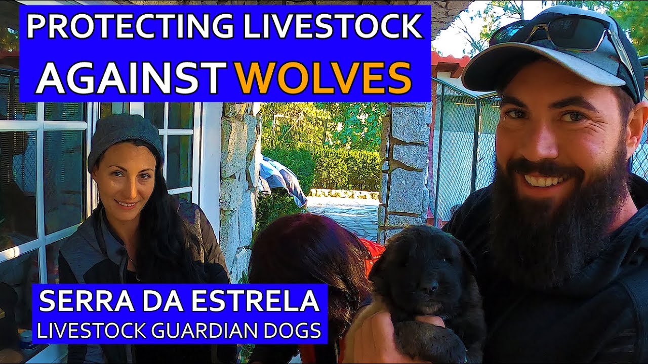 PROTECTING AGAINST WOLVES IN CENTRAL PORTUGAL - BUYING A LIVESTOCK GUARDIAN DOG AT SERRA DA ESTRELA