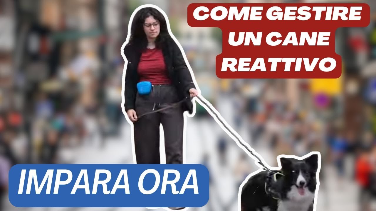 Come risolvere il problema del CANE REATTIVO in 11 minuti!