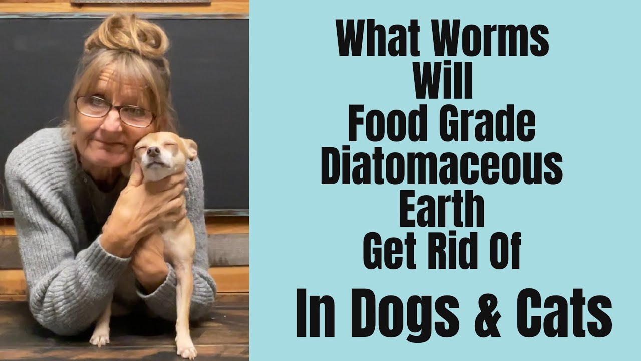 Deworming Dogs and Cats with Diatomaceous Earth Natural Parasite Control