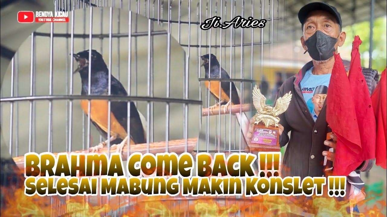 BRAHMA COME BACK‼️SELESAI MABUNG MAKIN KONSLET 😱