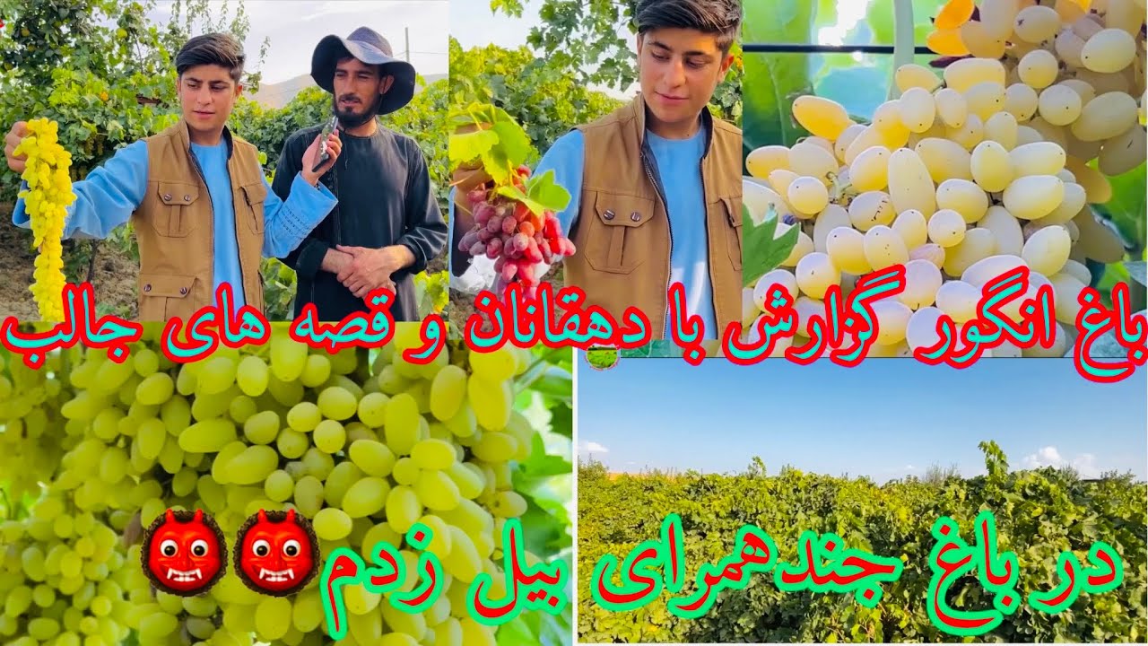 گزارش متفاوت از باغ انگور🍇که 🫣در آنجا جند دهقانان را میترساند