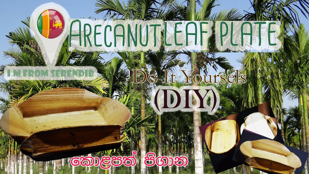 How to make an ecofriendly plate using Arecanut Leaf | DIY | I'm from Serendib|easy way