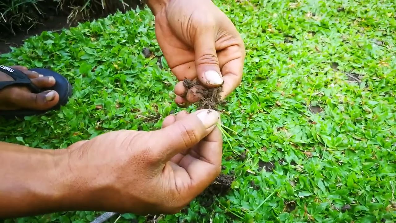 Cara merawat rumput gajah dari awal sampai bagus
