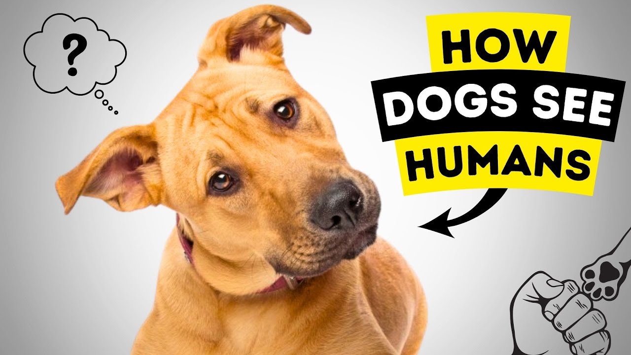 How Dogs See Humans | Understanding Their Vision