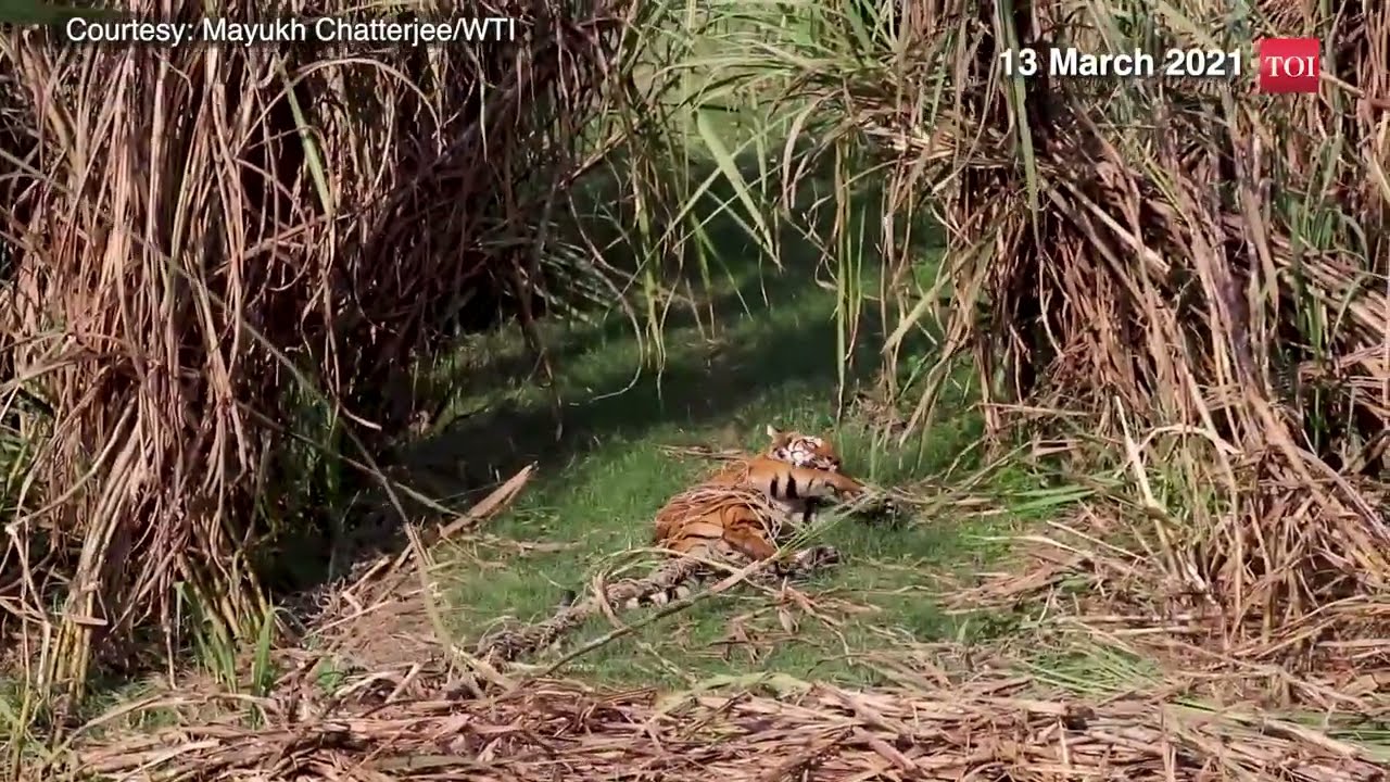 Trapped Tiger Rescue in Pilibhit, UP, India #tiger #wildlife #rescue