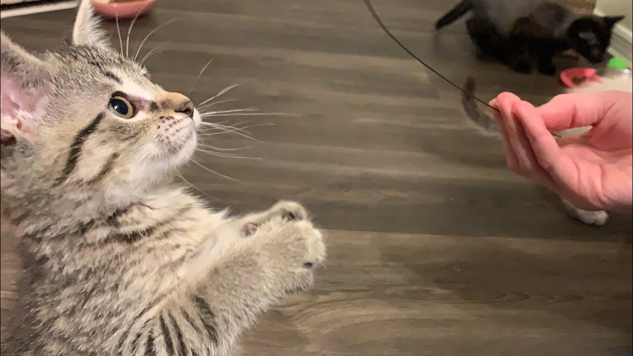 8 Week Old Kittens Playing, Cuddling and Purring!