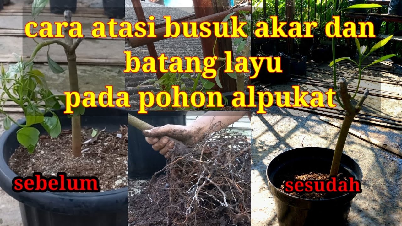Cara atasi layu batang dan busuk akar (akar putih) pada pohon alpukat !!