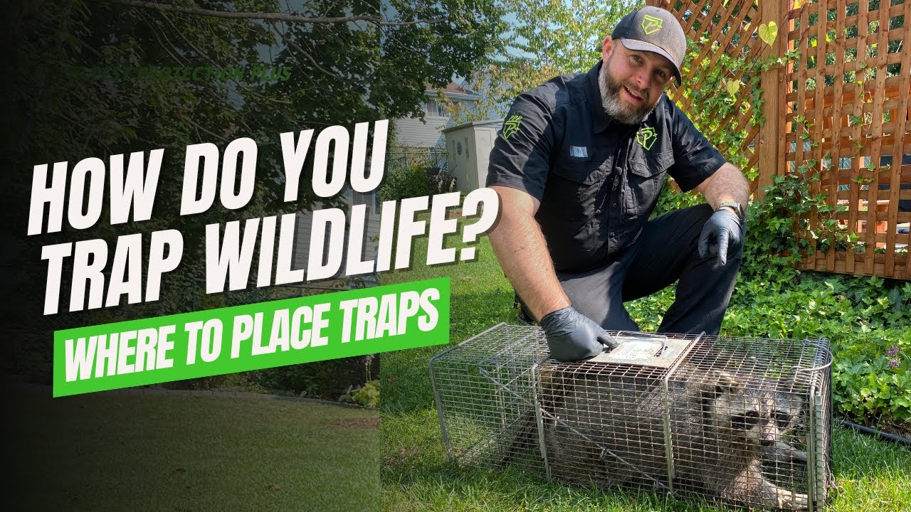 How We Humanely Trap Wildlife?