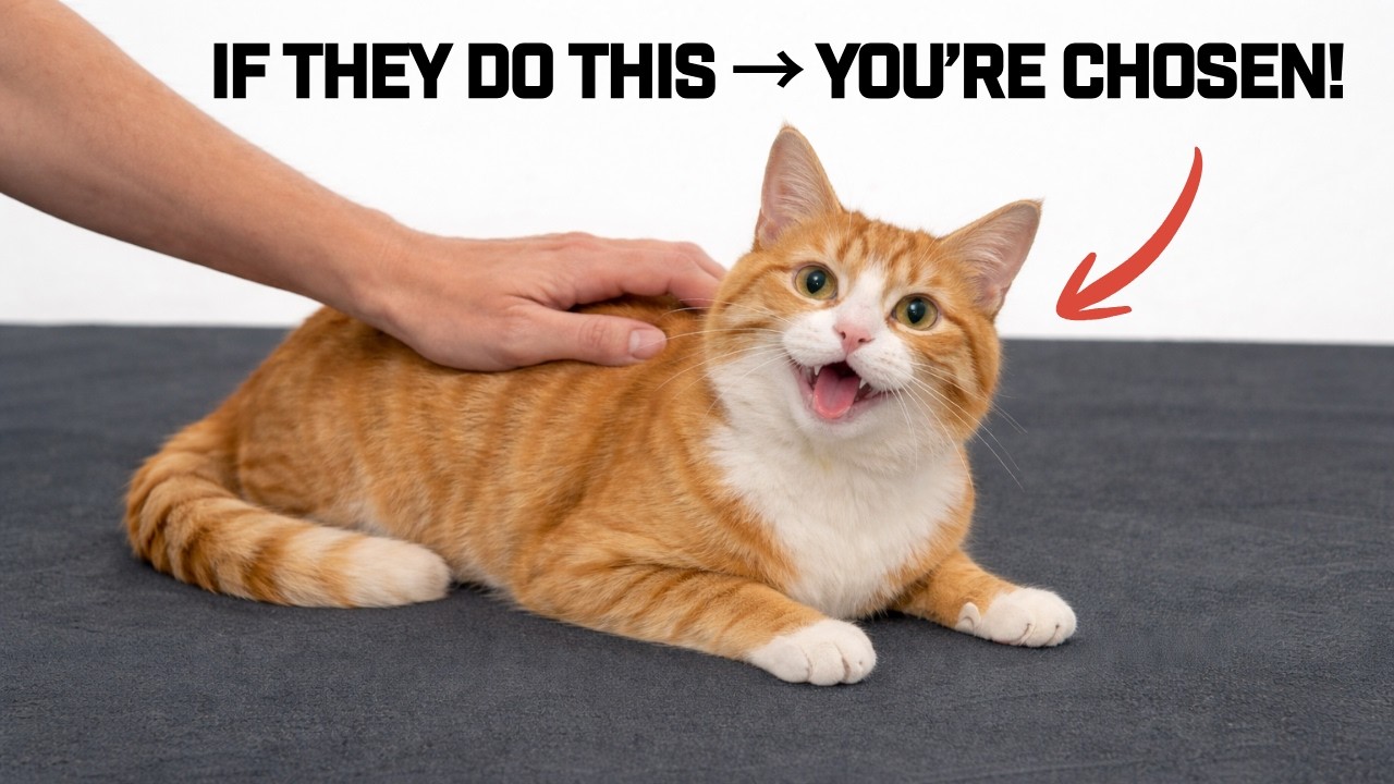 5 Things Cats Do Only for Their Chosen Human (You’re Special!)