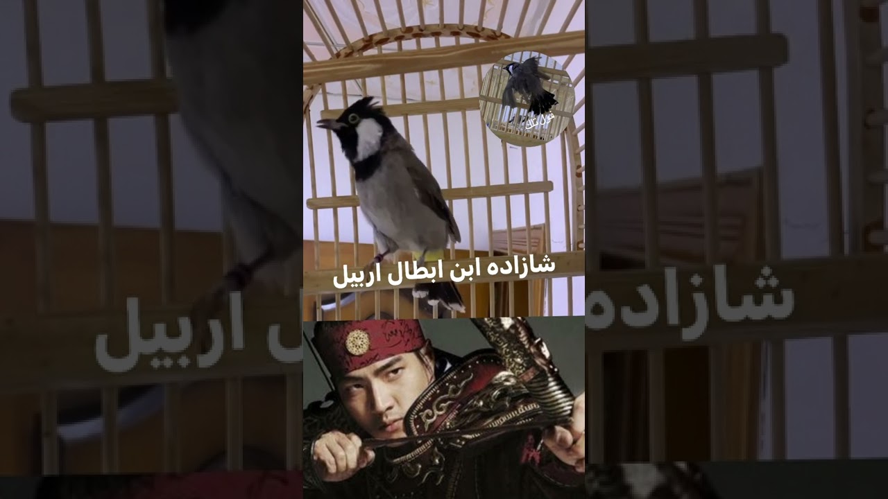بدراوي بيستان الجم