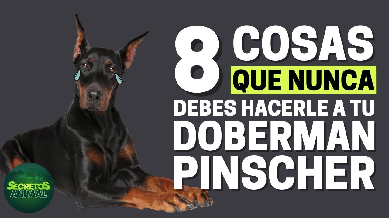8 Cosas Que Nunca Debes Hacerle A Tu Doberman Pinscher