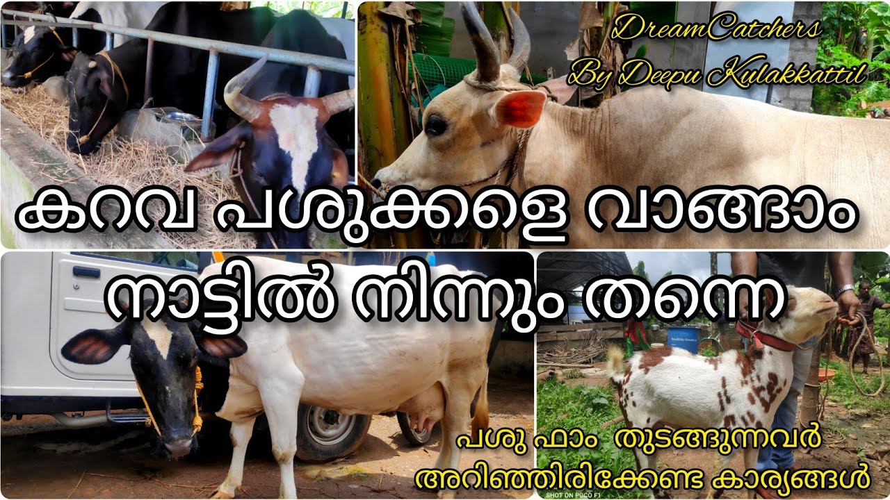 കറവ പശുക്കളെ വാങ്ങാം നാട്ടിൽ നിന്നും അതും കറവകണ്ടു മനസിലാക്കി ||Diary Farming🐄🐮