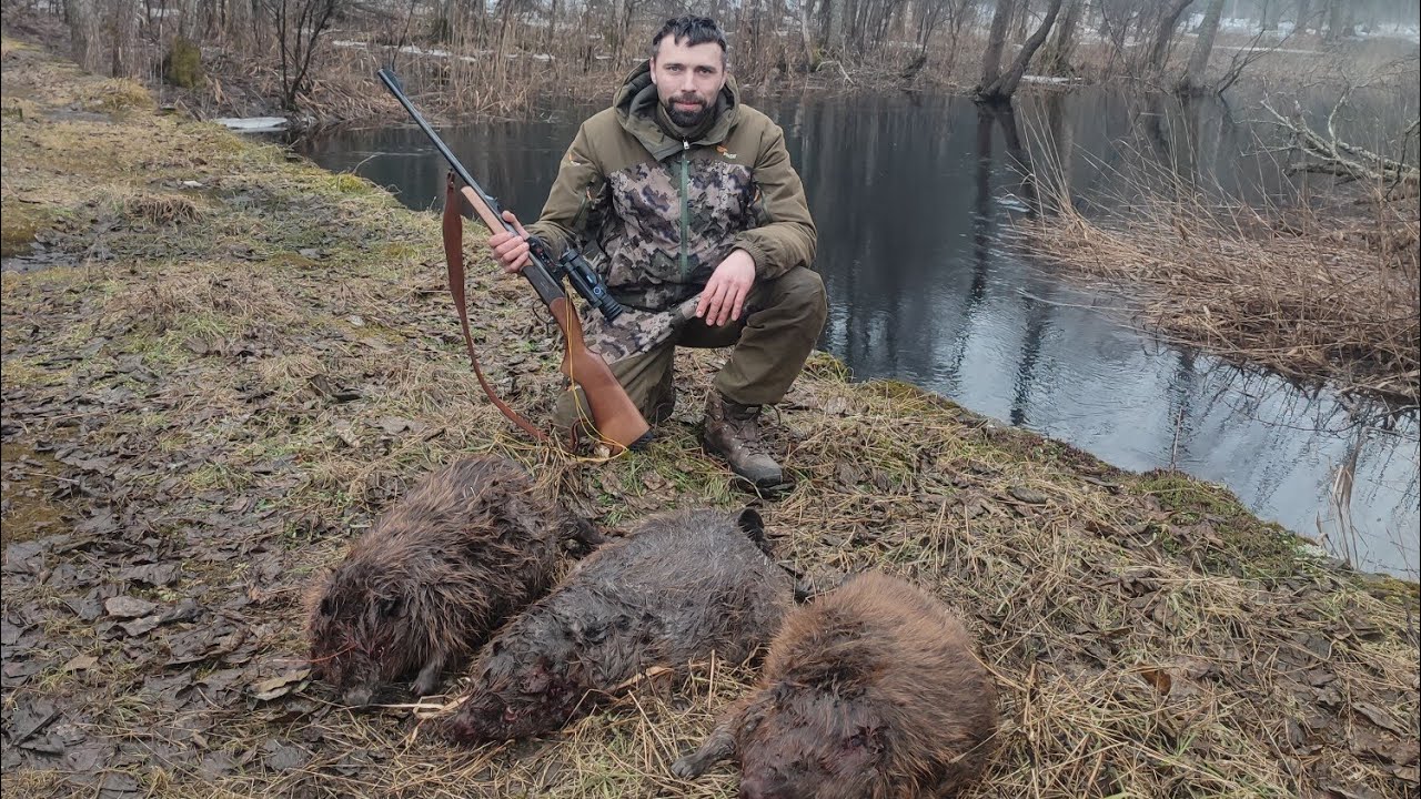 Охота на бобра весной. На лодке с мотором.