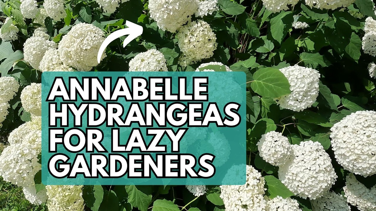 Annabelle Hydrangea for Lazy Gardeners | Annabelle Hydrangea Care | Planting Annabelle Hydrangea