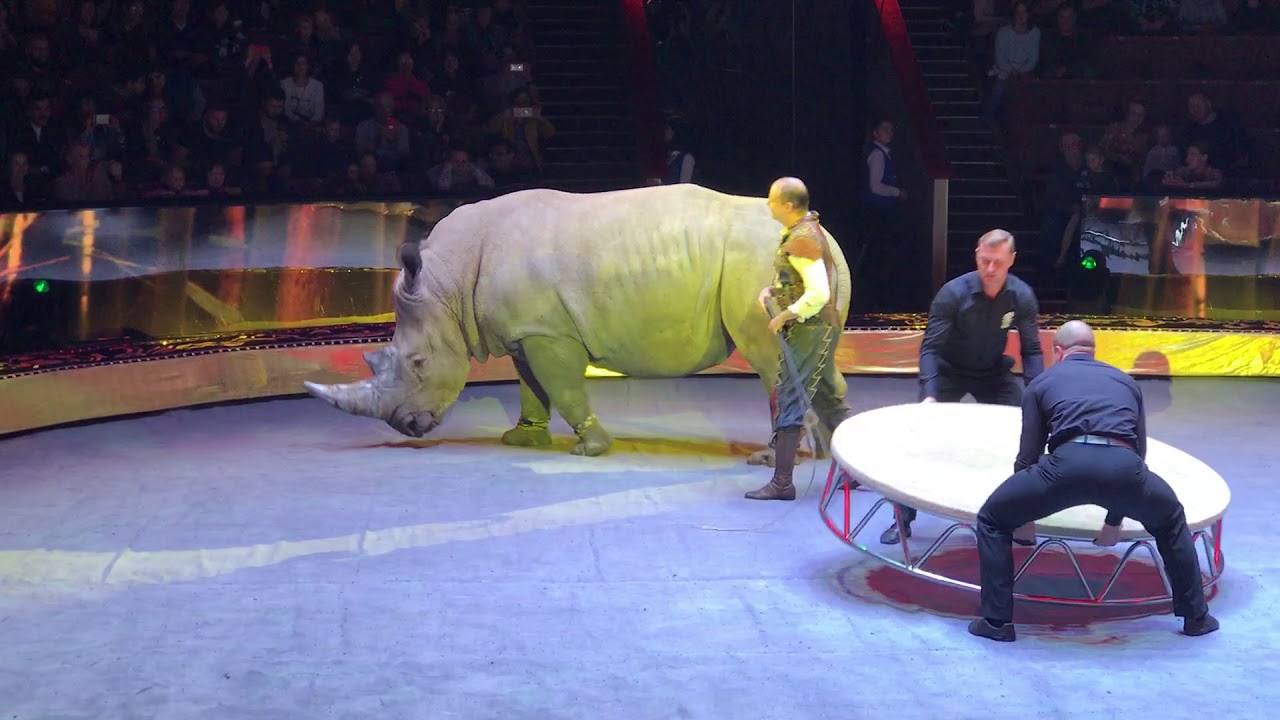 170923 Russia - Circus Rhino