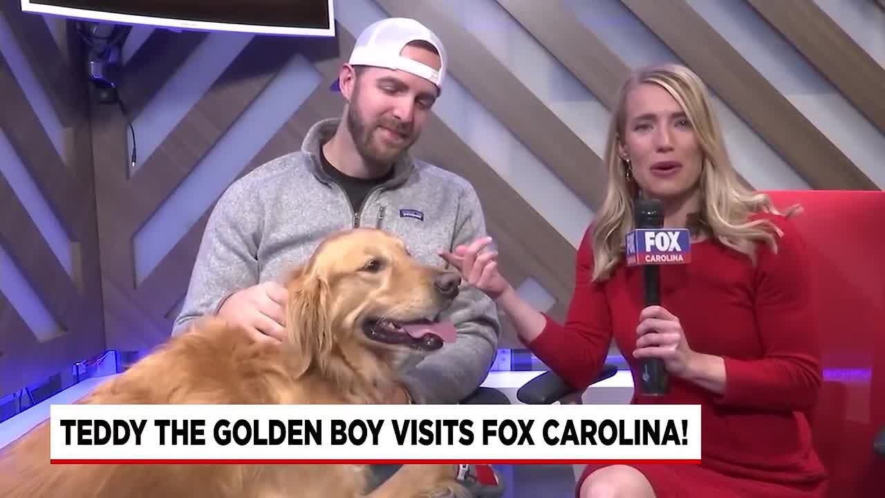 Teddy the TikTok Dog