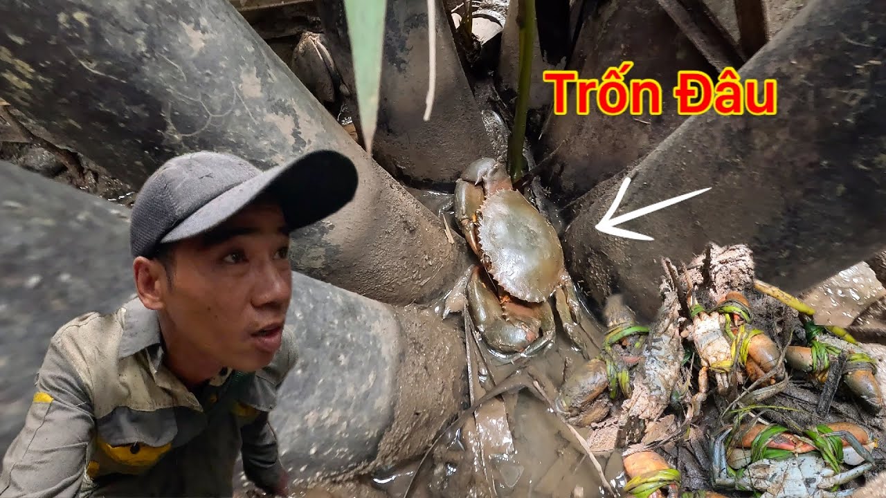 BẮT TRÚNG Ổ CUA ĐẾN NỔI VÁC VỀ CON NÀO CON NẤY TO ĐÙNG