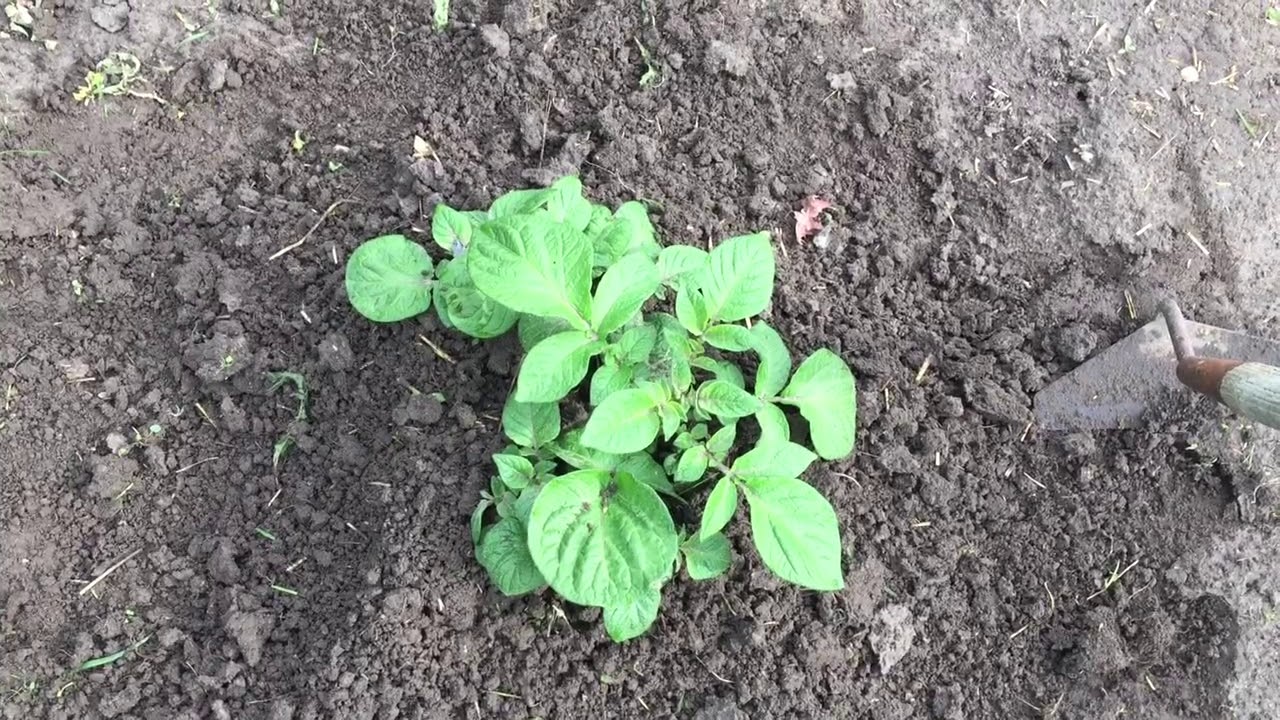 Hilling Potatoes.