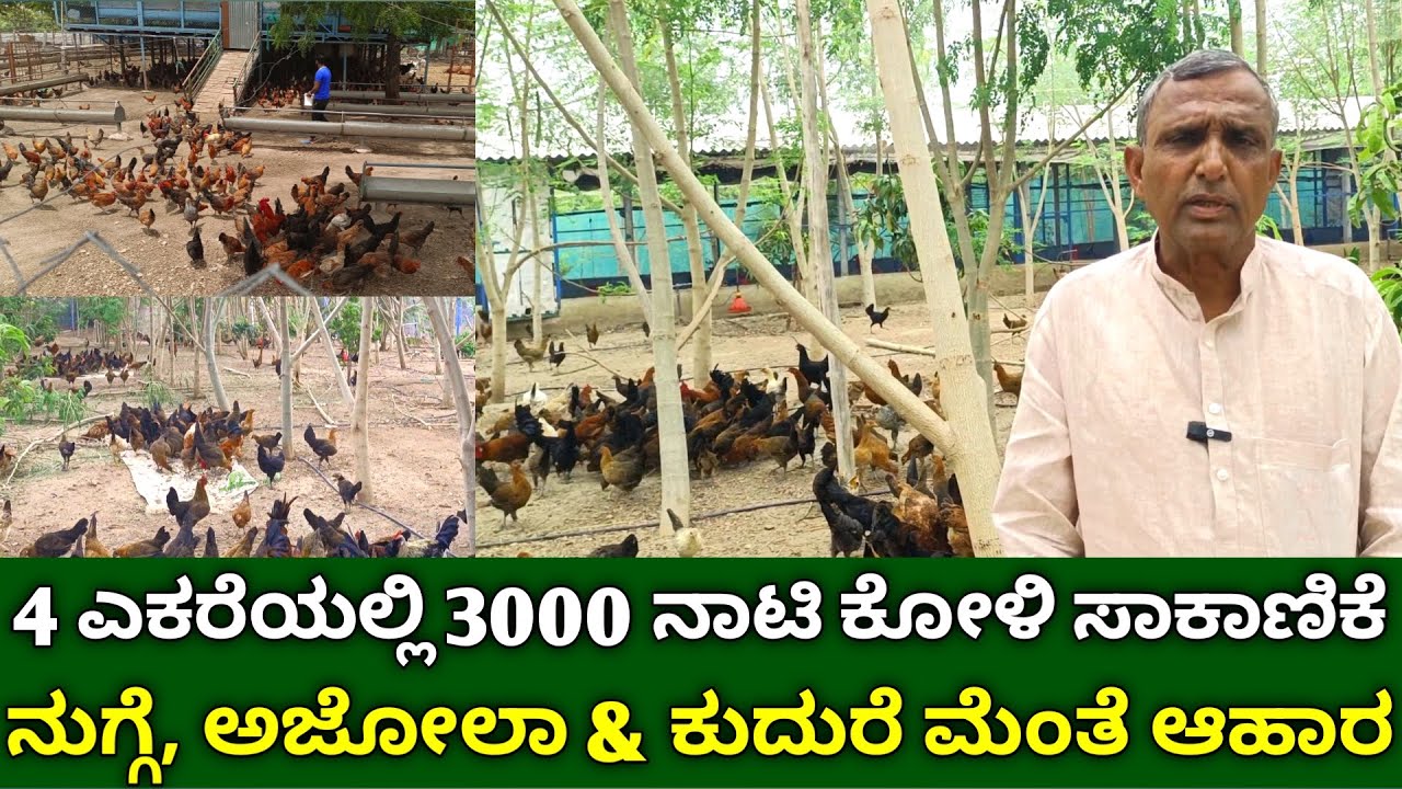 4 ಎಕರೆ ಜಾಗದಲ್ಲಿ 3000 ನಾಟಿ ಕೋಳಿ ಸಾಕಾಣಿಕೆ | nati koli sakanike kannada | desi poultry farming kannada