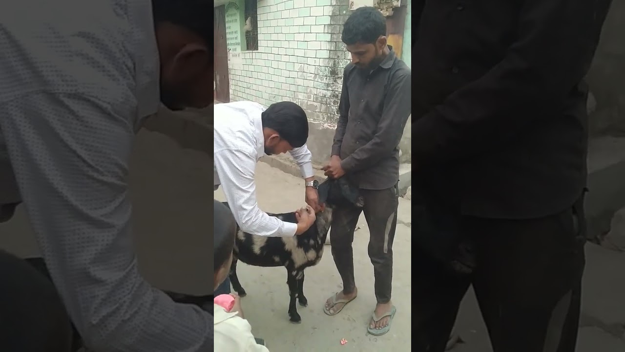 skin infection disease of goat