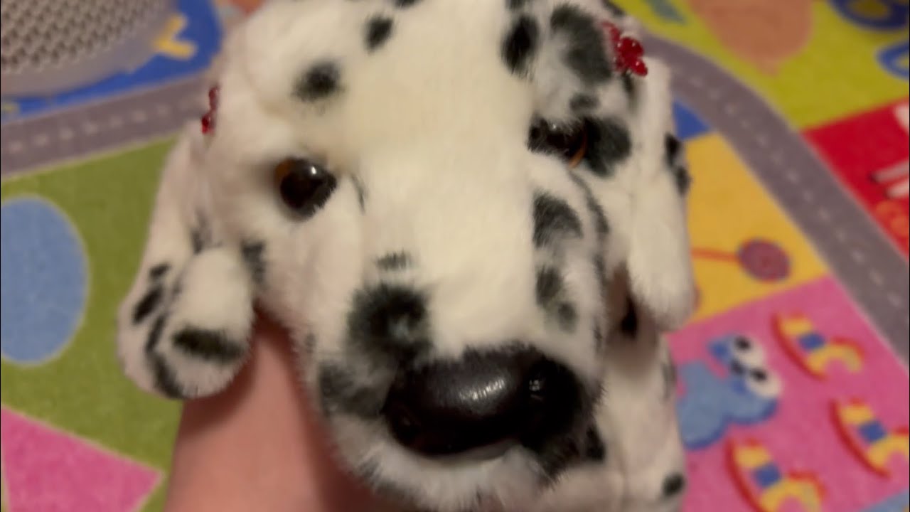 Douglas Dalmatian + socks for my plushies!